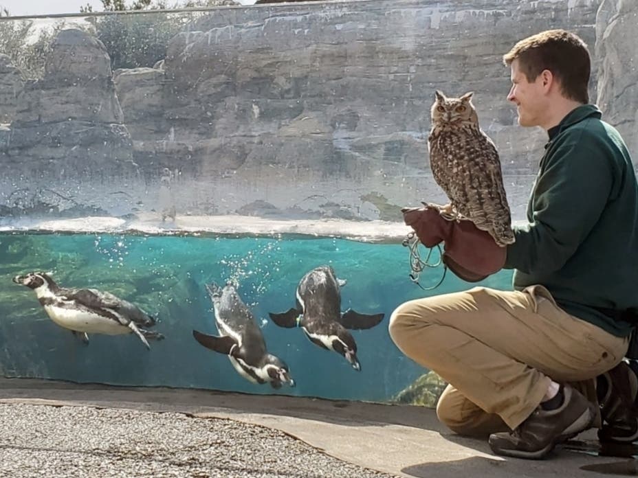 https://patch.com/img/cdn20/users/23562256/20200326/054044/styles/patch_image/public/owl-posing___26174033341.jpg