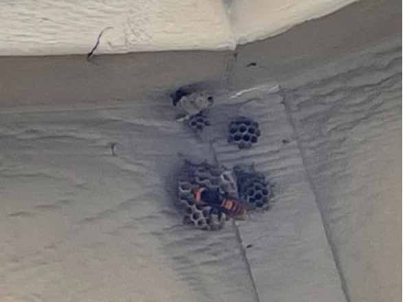 An Asian giant hornet spotted outside a Whatcom County home this week is the first live sighting confirmed in Washington in 2021.