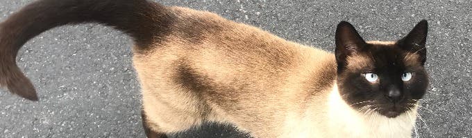 Bay Area Critter Sitters