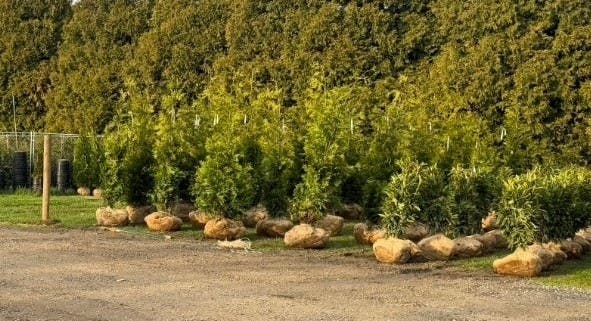 Direct from L.I. Grower - PREMIUM GREEN GIANTS & SKIP LAURELS