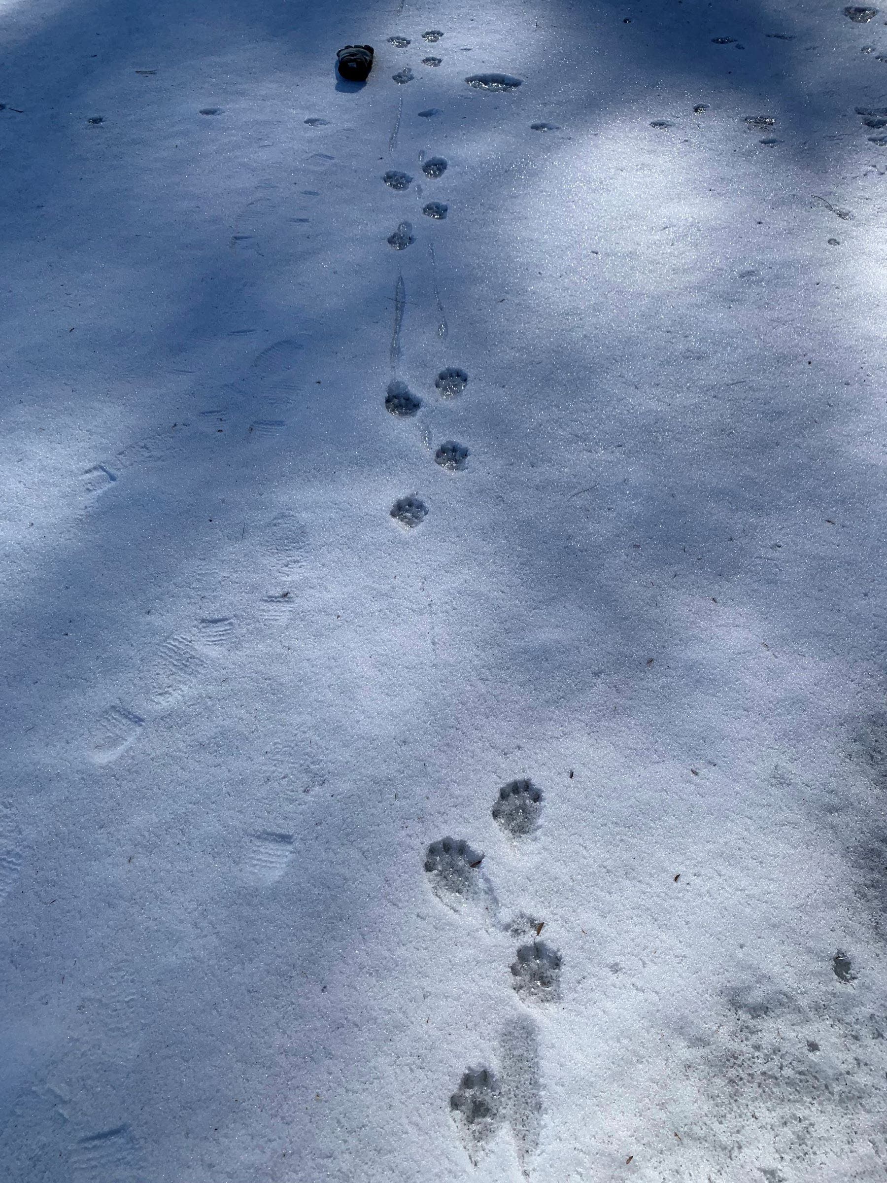 Winter Animal Tracking