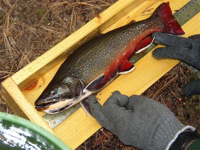 Restoring Brook Trout