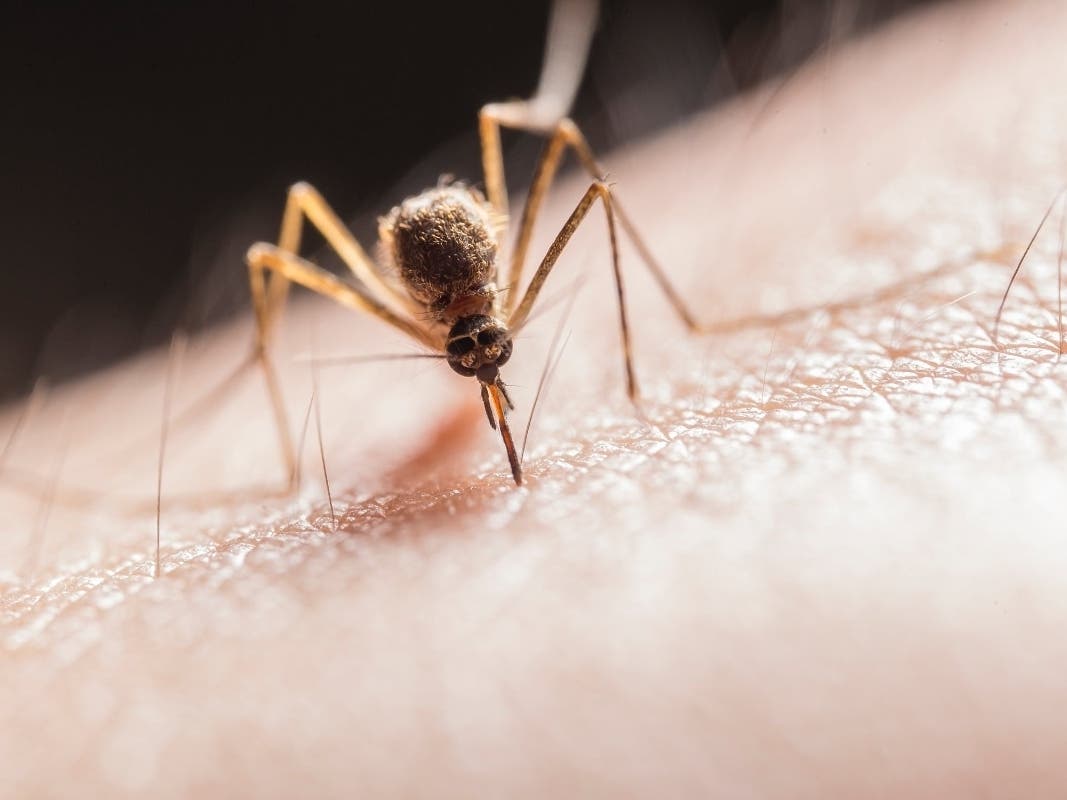 EEE spreads mainly through the bite of a mosquito infected with the virus.