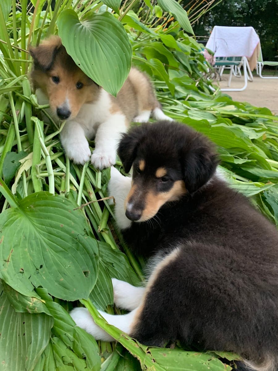 akc champion bloodline