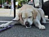 Gracie Lou from Dedham loves Red Dog Frozen Dog Treats