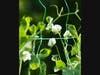 Pea Tendrils