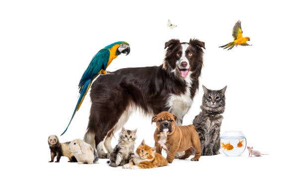 All Pets Great and Small