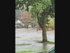 Rooster River overflowing into streets on Sunday, September 13, 2026