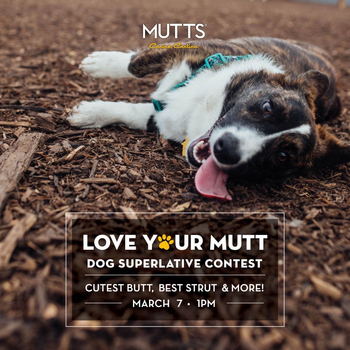 mutts cantina dallas