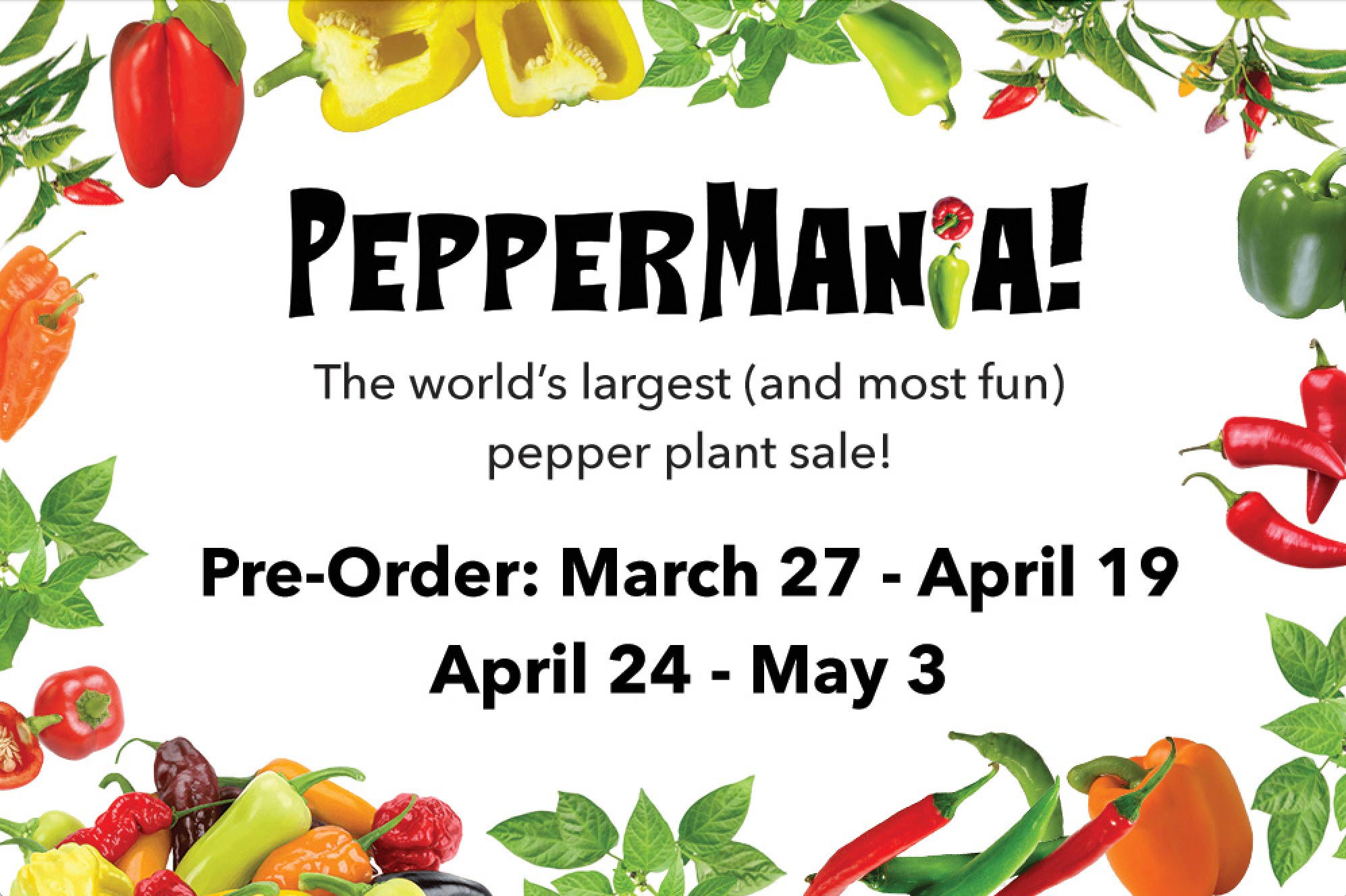 Peppermania!