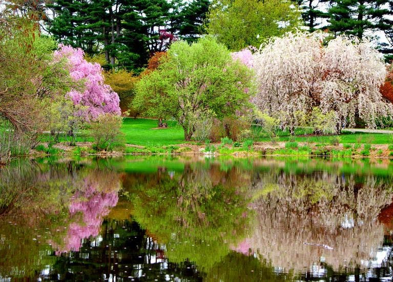 Arnold Arboretum, Jamaica Plain - Tour!
