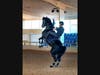 A Purebred Menorcan Horse doing the traditional "bot"