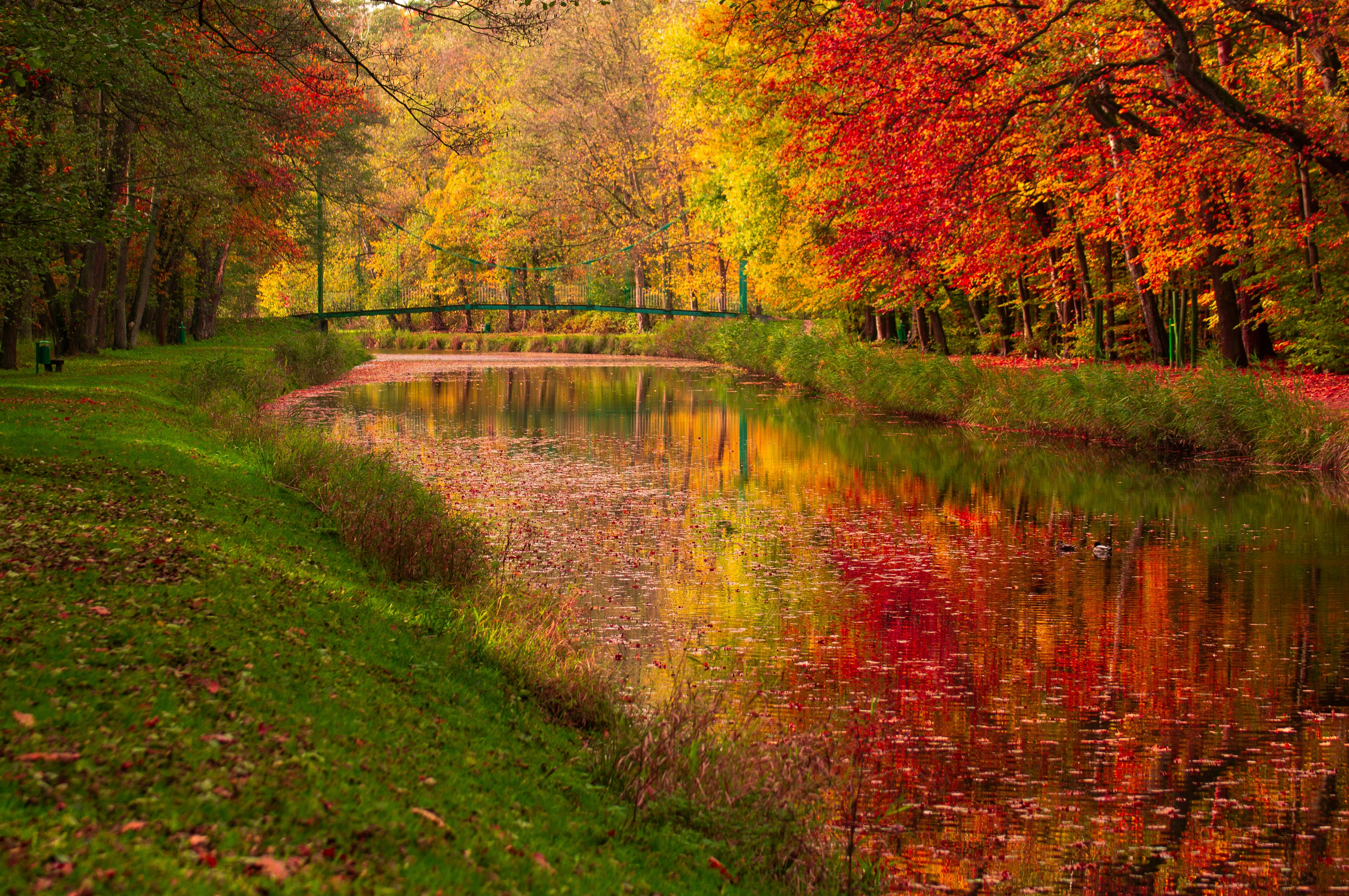 Thanksgiving Without Pretending: A Seven-Day Email Practice of Gratitude, Belonging, and Love