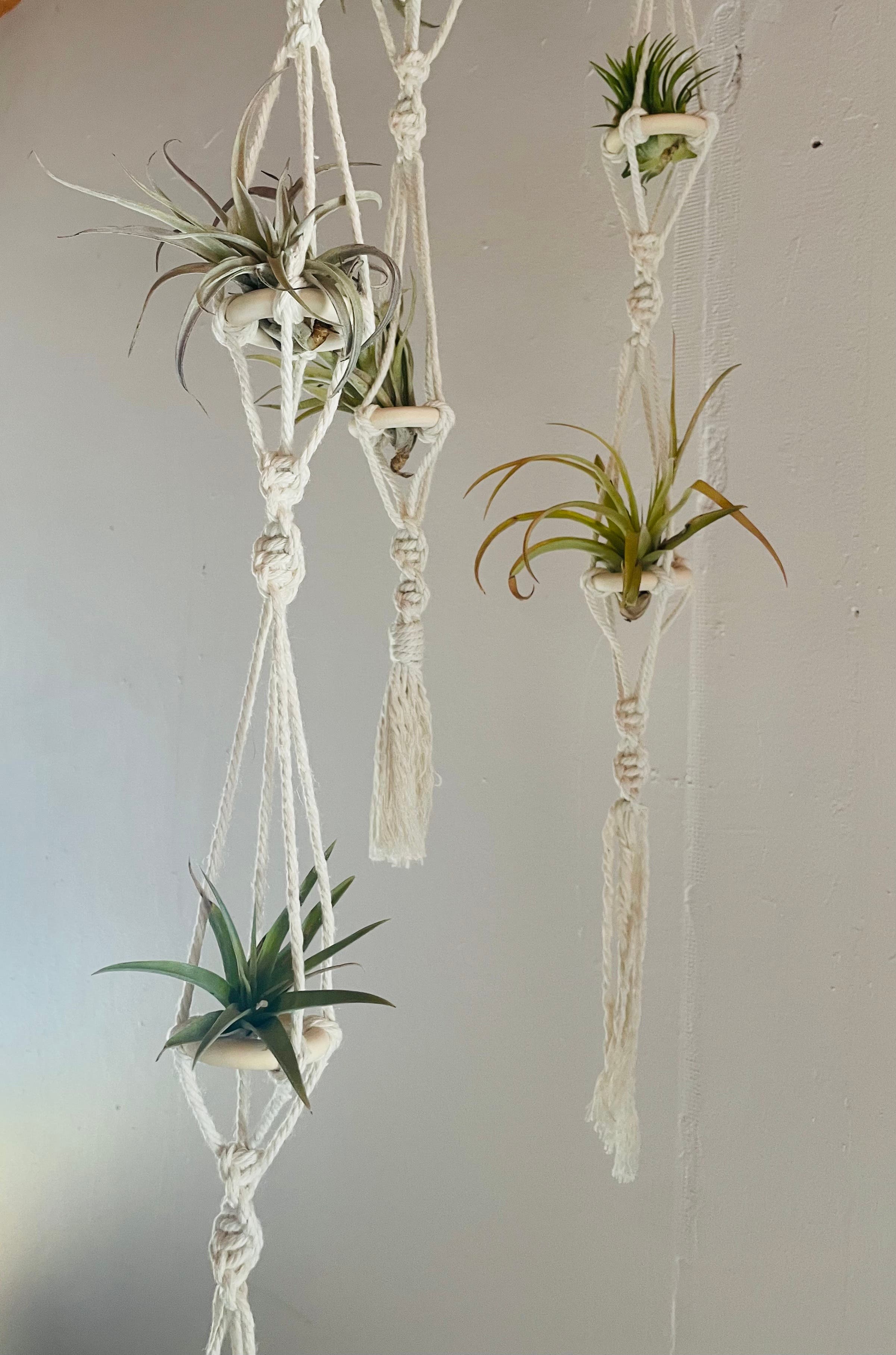 Patchwork Presents Macrame Air Plant Hanger Craft Workshop