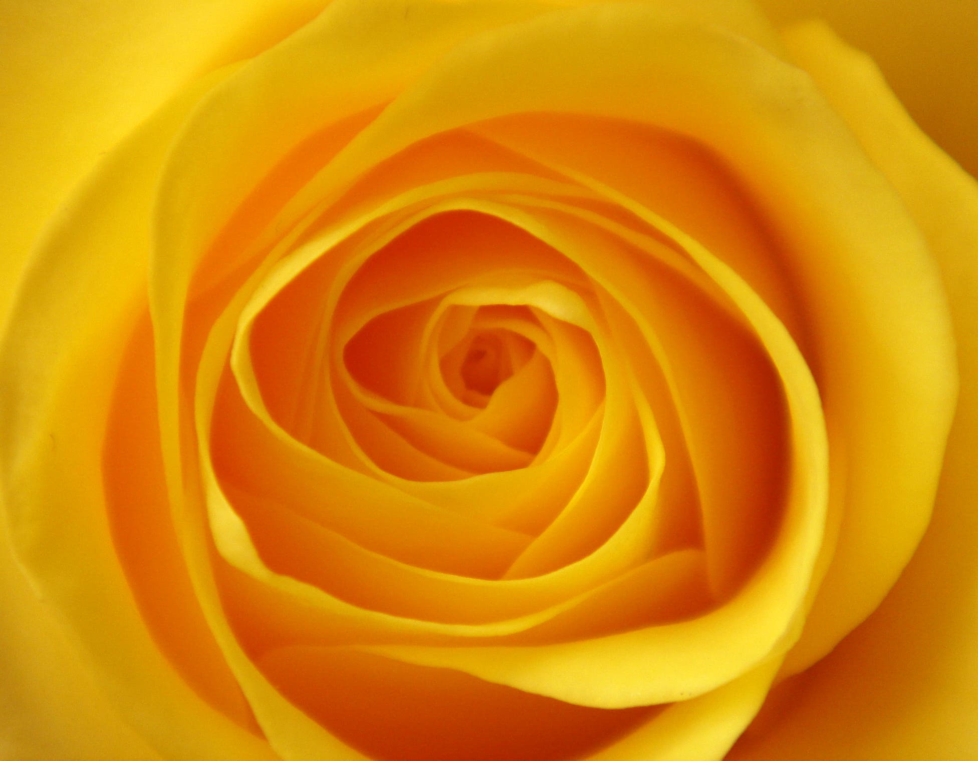 May 31 Deadline for Zonta Club of Annapolis Yellow Rose Scholarship