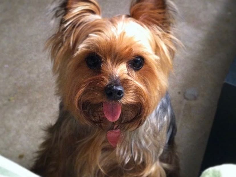 Lexi, a Yorkie, died at The Pet Set after being attacked by another dog. 