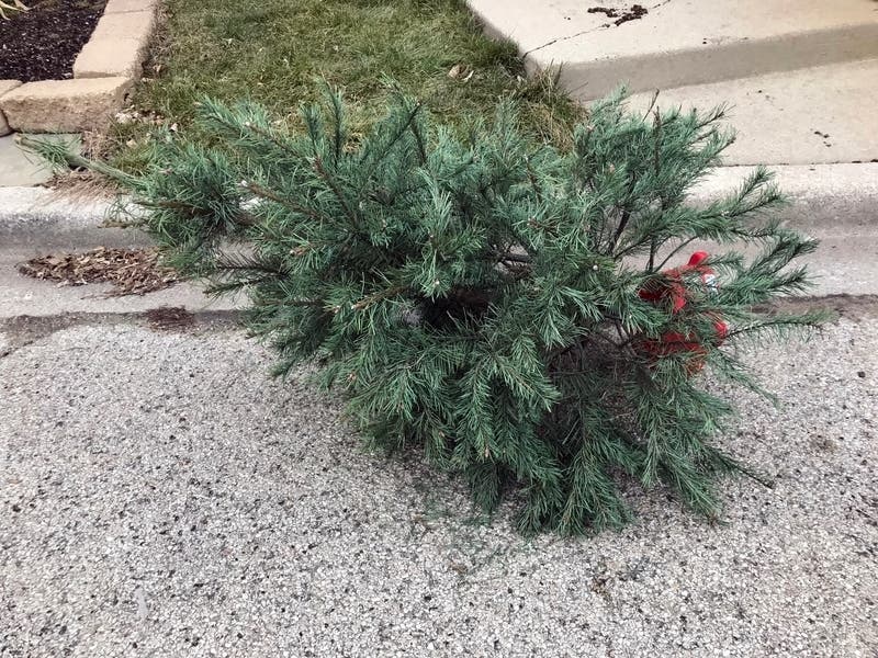 Recycle your old Christmas tree Dec. 26 through Jan. 4, 2020.