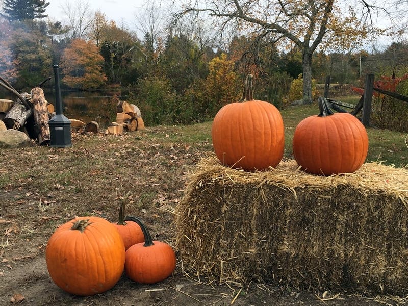 Here are pumpkin patches near Smyrna.