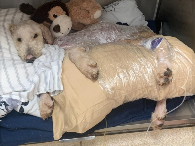 Dogs Day Rescue in DeKalb County has been sharing updates on Will the dog who was found engulfed in flames last month. 