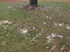 Chubb Park - Chester, NJ - Toilet paper rolls inserts left behind.  Trunk or Treat
