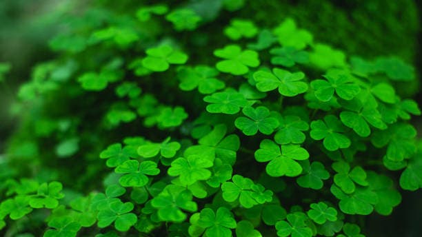 Irish Night - FREE Outdoor Concert