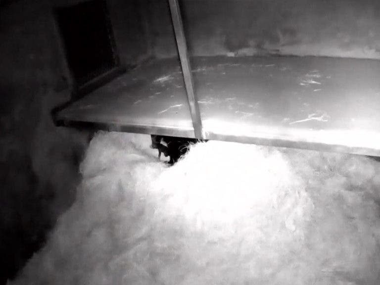 Screen shot from closed-circuit video camera of Andean bear mother, Alba, and her 7-day-old cub