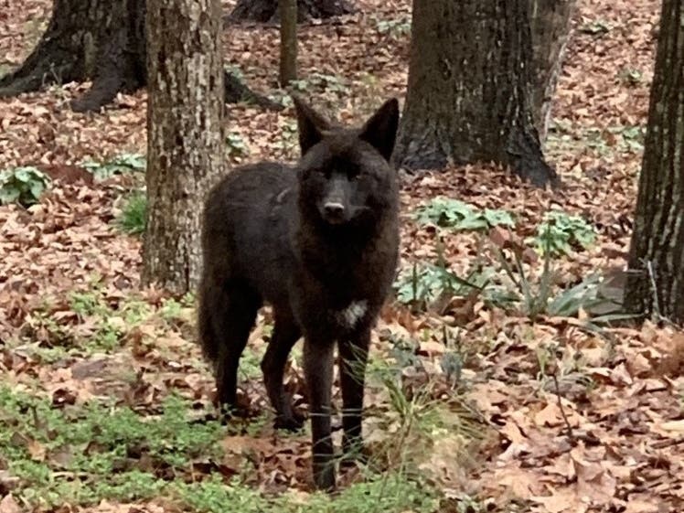 According to the Atlanta Coyote Project, Carmine had been frequently spotted in Smyrna, Vinings and East Cobb for the past eight to nine weeks. ​