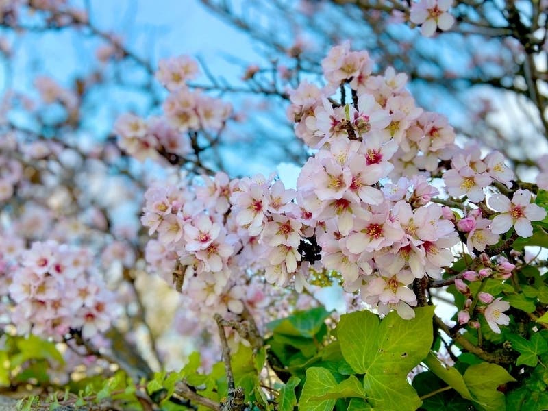 This year, the vernal equinox, which signals the beginning of spring, occurs at 11:50 p.m. Eastern Daylight Time on Thursday, March 19, in Douglasville.