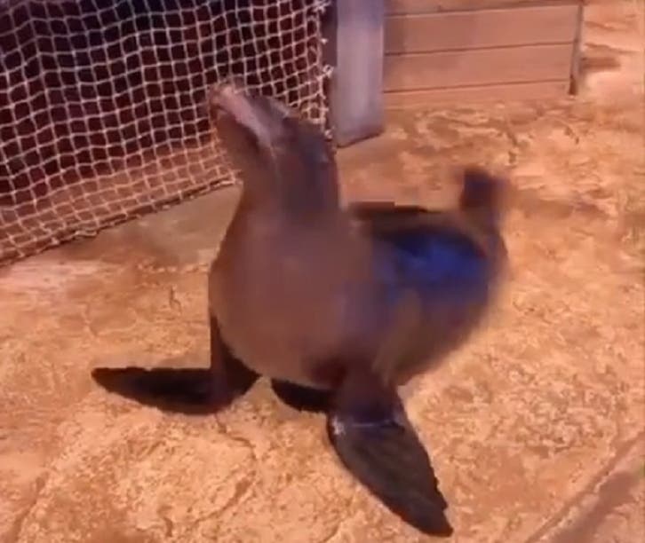 VIDEO Aquarium Sea Lion Shows Off Fancy Dance Moves Atlanta