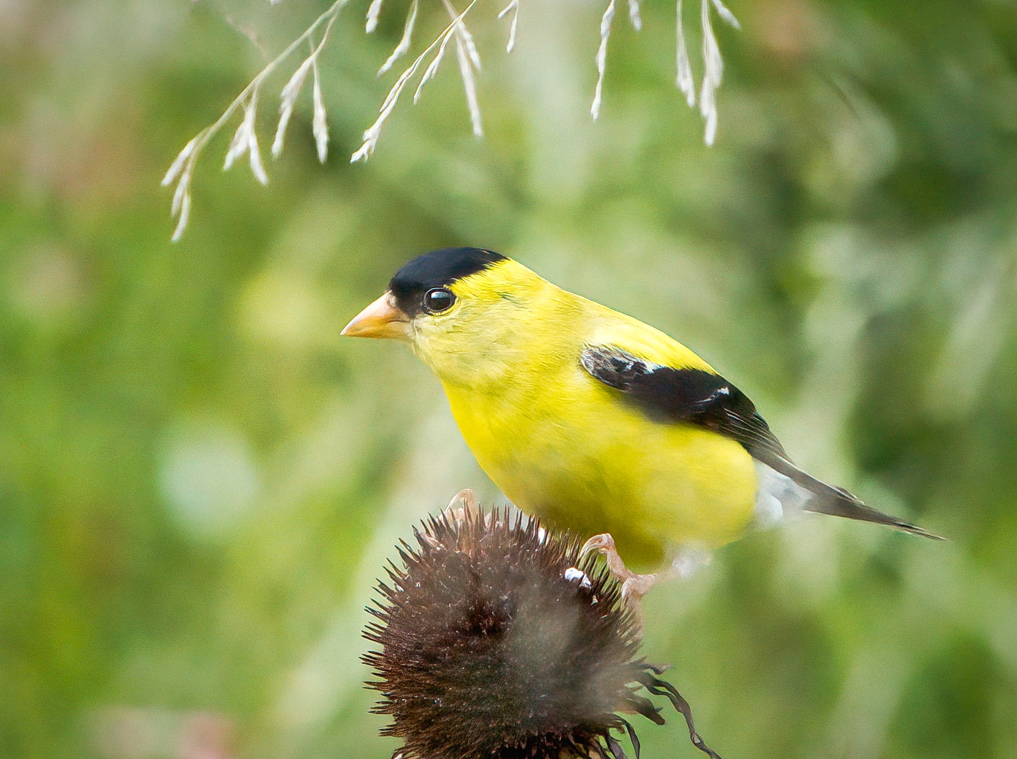 Mindful Birding