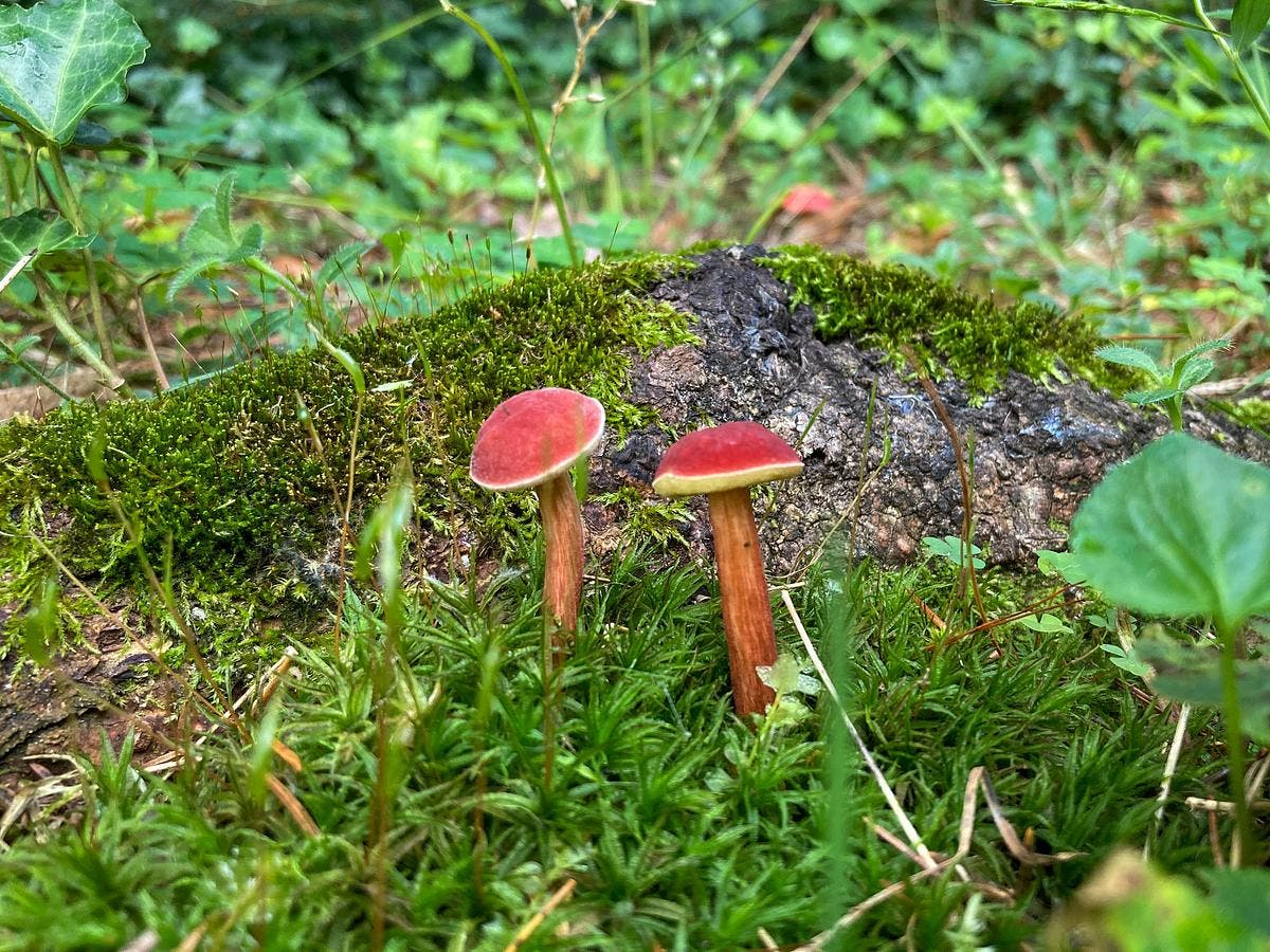 Mushroom Walk