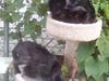 Spayed/Vaccinated Ferals Dining