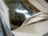 Snoopy: Now Fully Recovered, Found  Emaciated in Bodega Basement (used as rat-catcher)