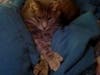 Abandoned Dusty had Kidney Stones Surgically Removed