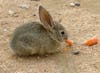 A Desert Cottontail Rabbit eats a carrot
