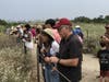 Visitors observe El Segundo Blue Butterflies at the Ballona Dunes