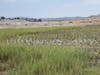 Cordgrass plantings at San Elijo Lagoon