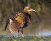 Ridgway's Rail
