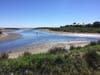 A Great Egret Surveys Malibu Lagoon at Low Tide in 2018