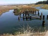 The old railroad grade remnants in the southwest area of the Ballona Wetlands