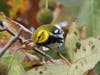 Black-Throated Green Warbler