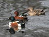 Northern Shovelers at the Ballona Freshwater Marsh 