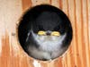 A Tree Swallow peers from a nesting box at the Freshwater Marsh. 