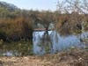 The Ballona Freshwater Marsh