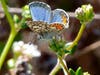 The male El Segundo Blue Butterfly
