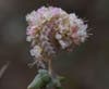 A Blue Butterfly caterpillar feeds on a buckwheat flower