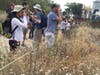 Visitors to the Ballona Wetlands view Blue Butterflies in a patch of coast buckwheat plants