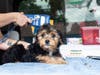 Pup gets scanned for a microchip at ARL.