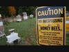 CLC's apiary
