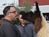 Dublin High Students and staff got face time with therapy llamas this week.